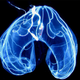 Illustration for article titled Nerve cells may have evolved in animals twice